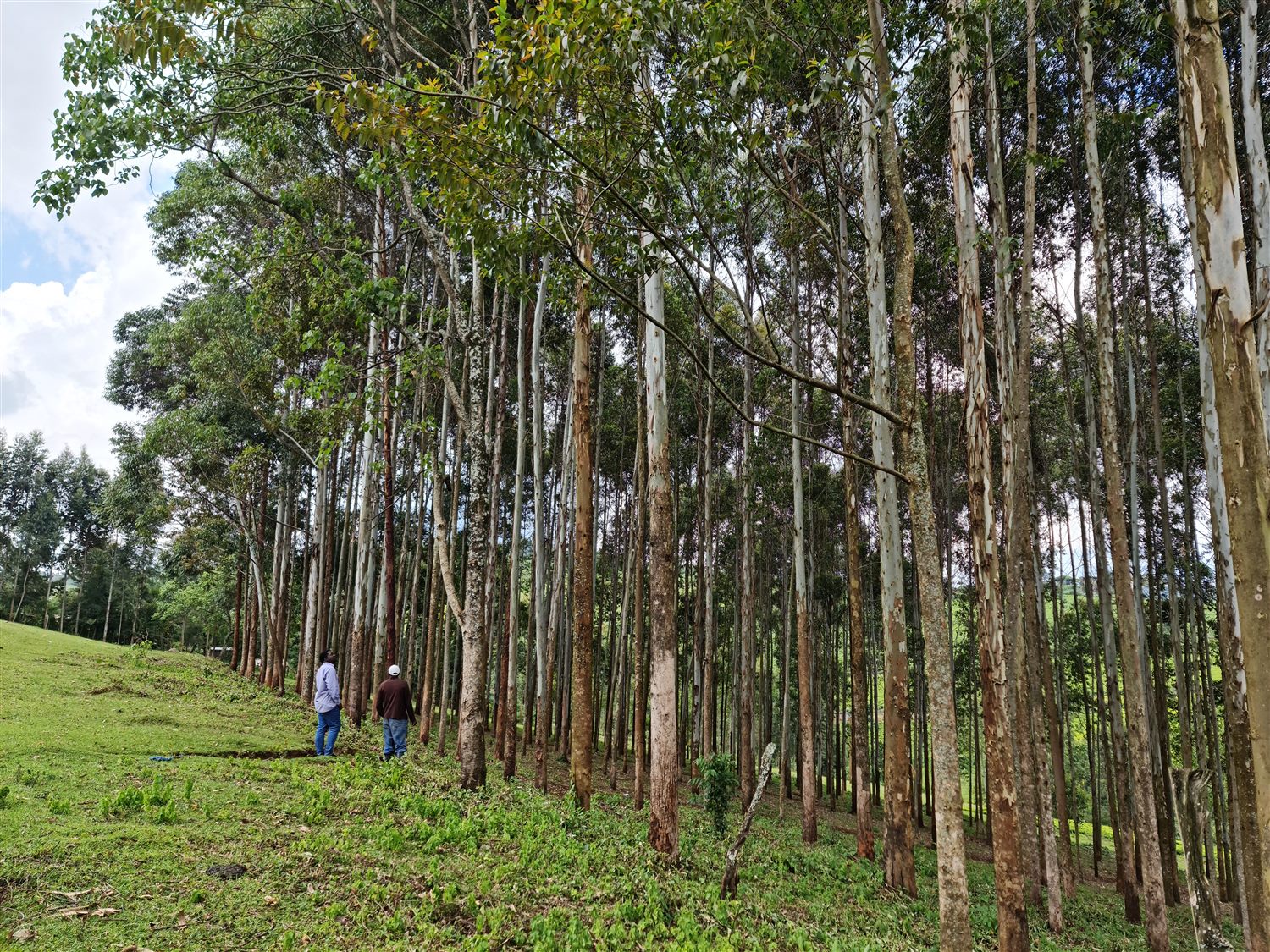 Managed forestry in Kenya
